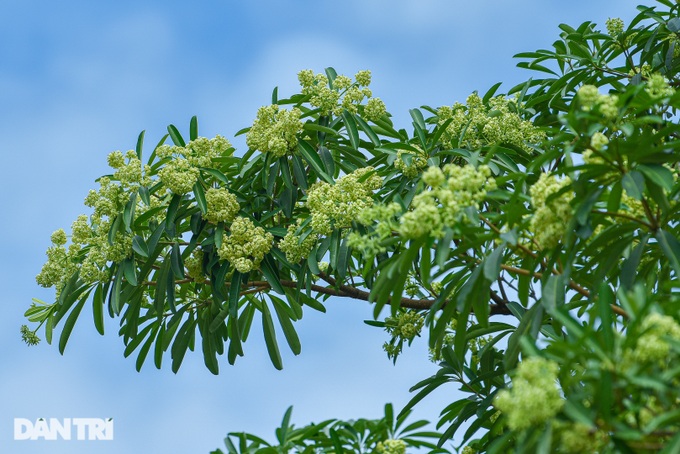 Chuyển chỗ ở, lánh nạn về quê vì ám ảnh mùi hoa sữa Hà Nội-4