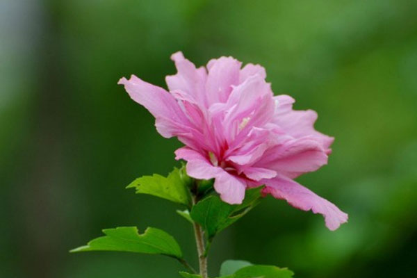 Giờ sinh của đứa trẻ có sao may mắn chiếu mệnh, gia đình được phúc khí vây quanh-1