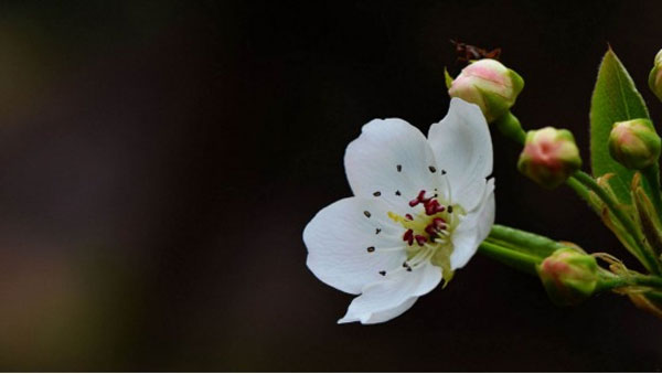 Giờ sinh của đứa trẻ có sao may mắn chiếu mệnh, gia đình được phúc khí vây quanh-3