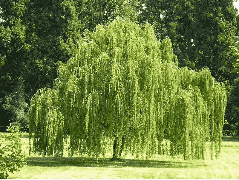 5 loại cây trồng trong dương trạch làm mất hết tài lộc, con cháu sau này khốn khó, lao đao-1