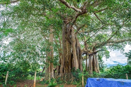 5 loại cây trồng trong dương trạch làm mất hết tài lộc, con cháu sau này khốn khó, lao đao