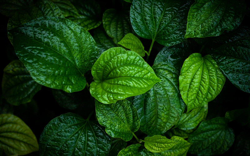 Mực chiên lá lốt - Món ngon giúp ấm bụng những ngày lạnh về-2