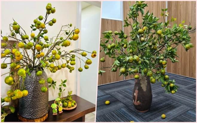 Chị em đua nhau mua về cắm thay hoa, cành cam biến thành hàng độc lạ-1