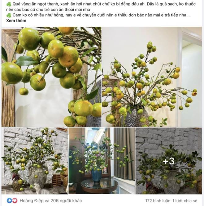 Chị em đua nhau mua về cắm thay hoa, cành cam biến thành hàng độc lạ-2