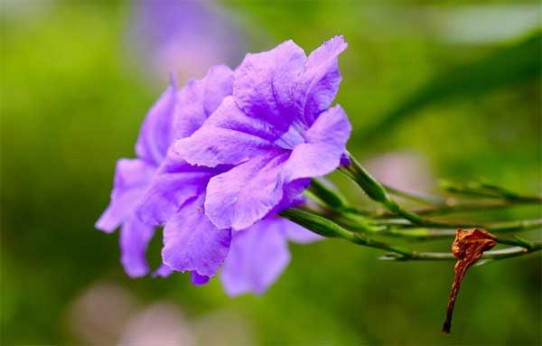 3 con giáp nữ mang số mệnh phượng hoàng, chồng giàu sang, con thành tài-1