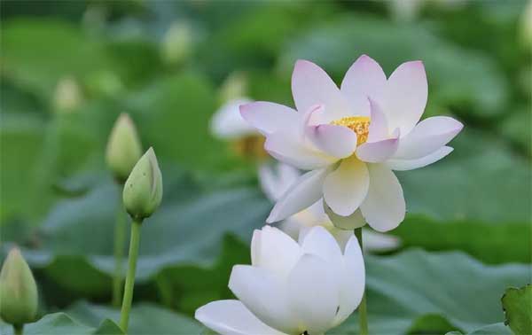 3 con giáp nữ mang số mệnh phượng hoàng, chồng giàu sang, con thành tài-2