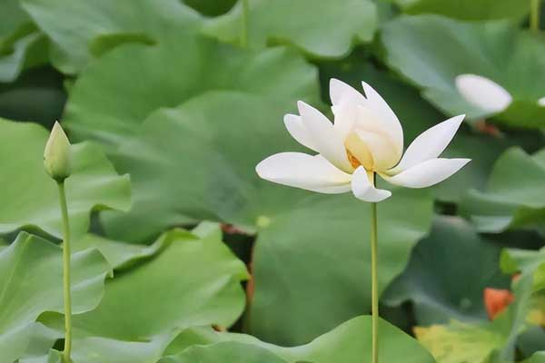 3 con giáp nữ mang số mệnh phượng hoàng, chồng giàu sang, con thành tài-3