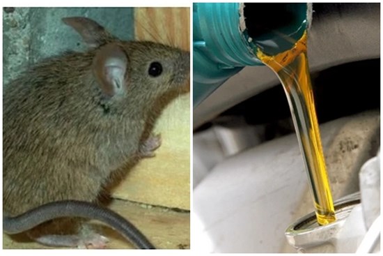 Chuột tung hoành, cắn phá đồ đạc, chỉ cần 1 thìa dầu nhớt đảm bảo chuột chạy té khói, không dám trở lại