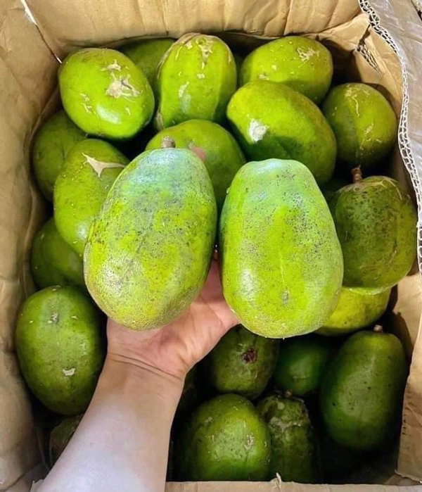 Quả cóc Thái to bằng bàn tay, giá chỉ 40.000 đồng/kg-1