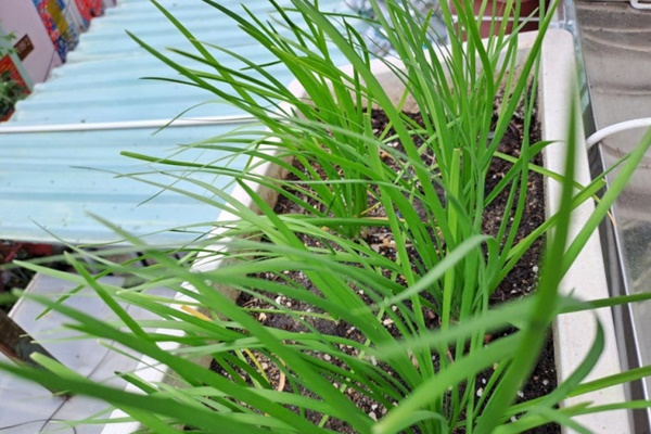 Để sống lâu hơn, khi chiên trứng người Nhật hay dùng phụ gia này-1