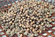 Thứ hạt “tí hon” giá lên đến 100.000 đồng/kg, dân buôn bán cả tạ mỗi ngày