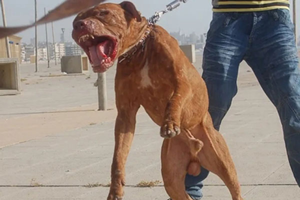 Rơi nước mắt cảnh người mẹ ung thư lúi húi nấu bữa ăn cuối cùng cho con trai-3