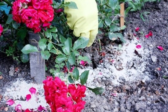 Mai cua đồng ăn rồi hãy giữ lấy, xay thành bột rắc vào đất, hoa nở tung thành thảm