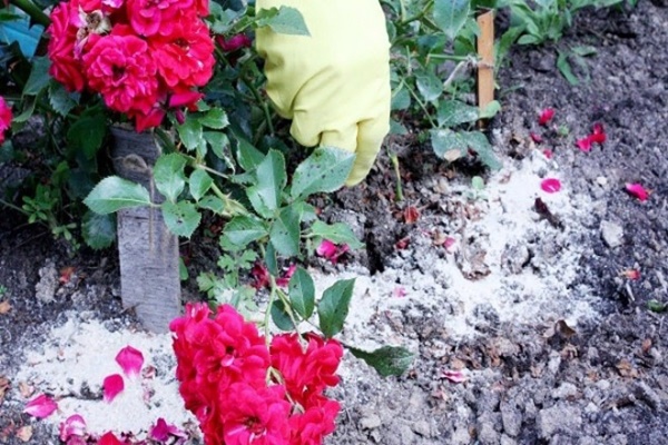 Mai cua đồng ăn rồi hãy giữ lấy, xay thành bột rắc vào đất, hoa nở tung thành thảm-3