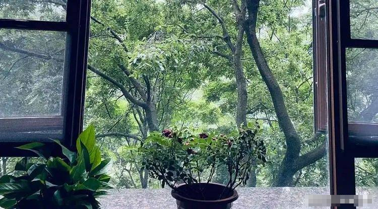 Người xưa quan niệm: Trồng ít cây trước cửa, sau nhà đừng mở cửa sổ, điều này có nghĩa là gì?-6