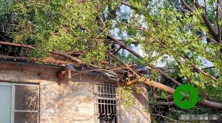 Người xưa quan niệm: Trồng ít cây trước cửa, sau nhà đừng mở cửa sổ, điều này có nghĩa là gì?-4