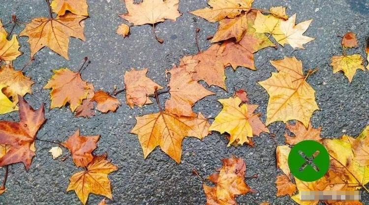 Người xưa quan niệm: Trồng ít cây trước cửa, sau nhà đừng mở cửa sổ, điều này có nghĩa là gì?-3