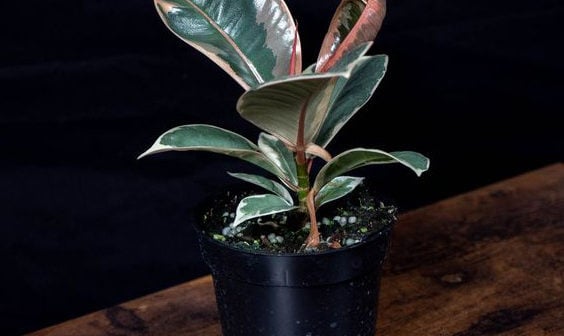 Các cụ có câu: Trồng 5 cây cảnh này trong nhà, con cháu không phú tất quý, muốn nghèo cũng khó-3