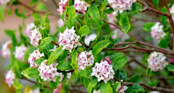 Các cụ có câu: Trồng 5 cây cảnh này trong nhà, con cháu không phú tất quý, muốn nghèo cũng khó-5