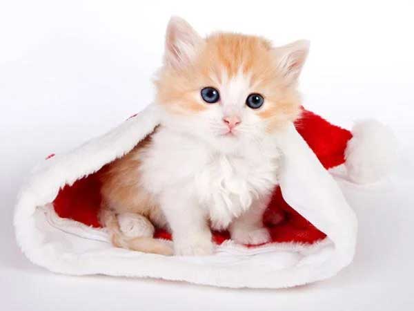 3 con giáp uống cạn lộc trời: 2022 lộc vào nhà, 2023 ôm đống tiền, 2024 giàu khủng-3