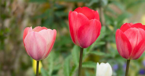 Người sinh ngày Âm lịch này, 3 năm tới có thành tựu sự nghiệp nổi bật, tiền bạc đầy túi-2