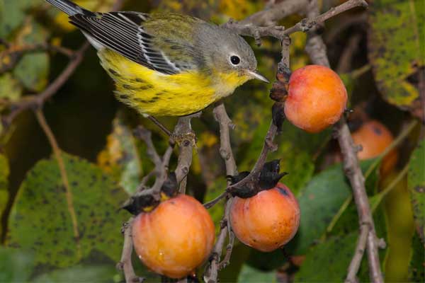 Ai sinh tháng Âm lịch này sự nghiệp phát triển bất ngờ, tương lai thuận buồm xuôi gió-1