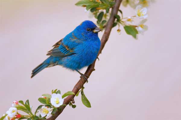 Ai sinh tháng Âm lịch này sự nghiệp phát triển bất ngờ, tương lai thuận buồm xuôi gió-4