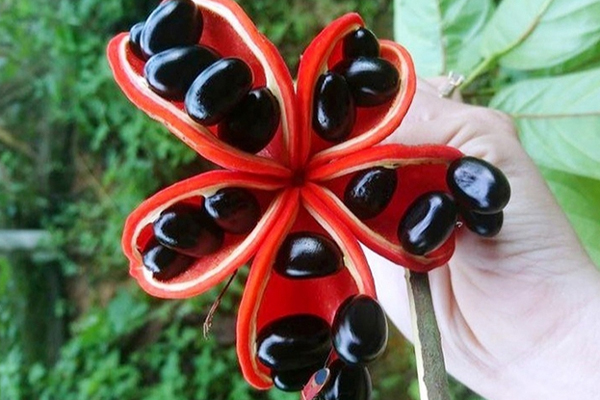 Hoa quả nhà giàu giá cao ngất ngưởng vẫn cháy hàng-7