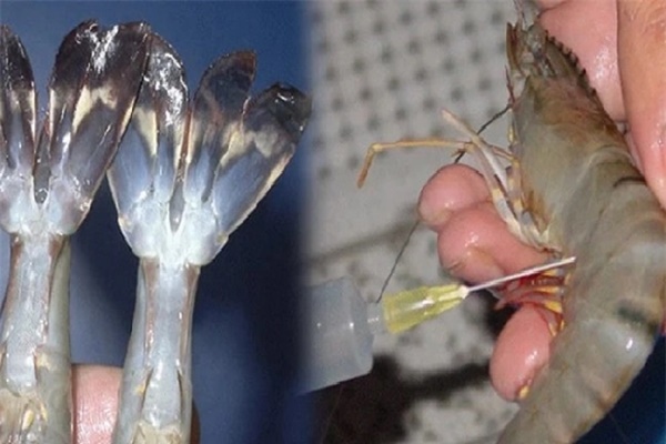 Rộ thông tin tôm càng được bơm tạp chất thạch rau câu càng tốt cho sức khỏe: Chuyên gia nói gì?-3