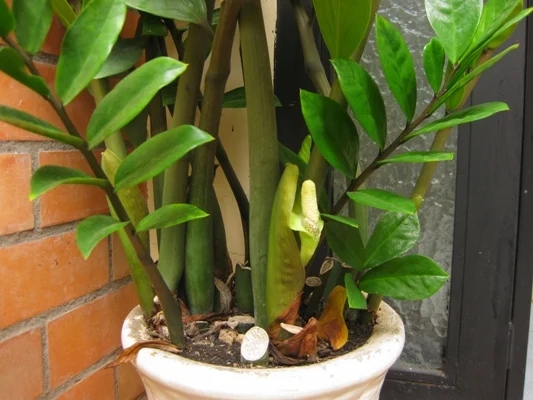 4 cây cảnh ăn tiền thiên hạ một khi nở hoa là gia chủ có điềm: Vận may sắp đến, tiền bạc ngập nhà-1