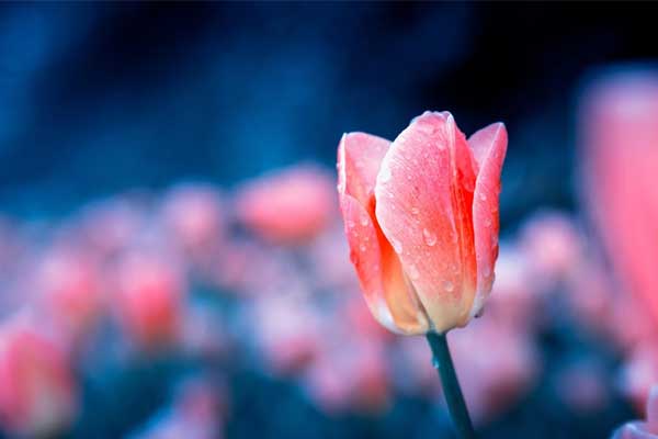 10 ngày đầu tháng 11: 3 con giáp may mắn ngập tràn, có quý nhân tương trợ-4