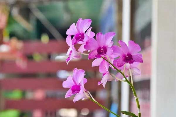 Sinh vào 5 ngày Âm lịch này, biến khó khăn thành cơ hội, trong trở ngại vẫn tỏa sáng-2