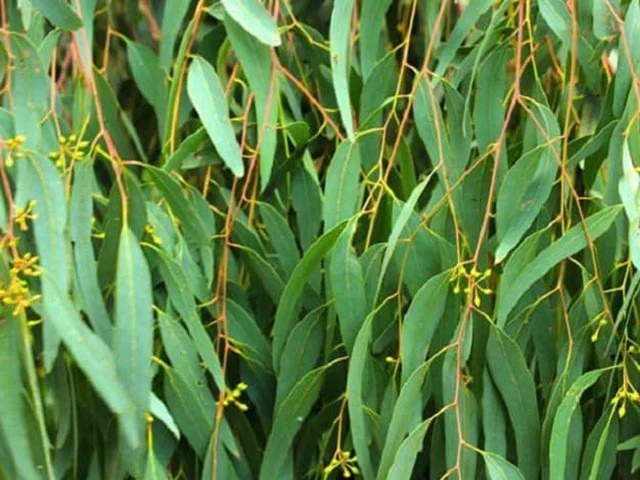 10 cách đuổi muỗi ra khỏi nhà vĩnh viễn, đơn giản, không còn con nào dám vo ve-3