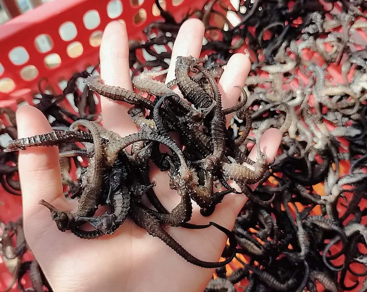 Điều ít biết về loại cá tí hon được coi là thần dược”, giá hàng chục triệu đồng/kg-10