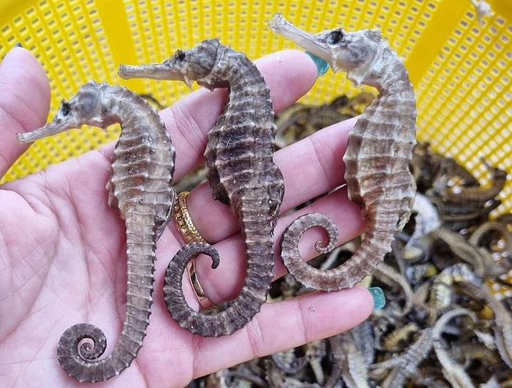 Điều ít biết về loại cá tí hon được coi là thần dược”, giá hàng chục triệu đồng/kg-11