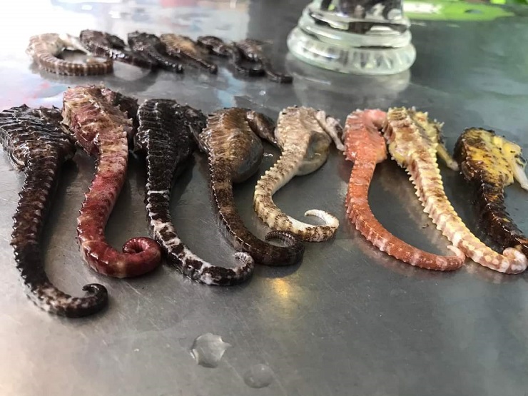 Điều ít biết về loại cá tí hon được coi là thần dược”, giá hàng chục triệu đồng/kg-12