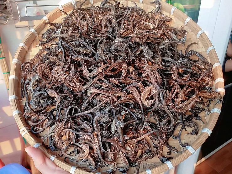 Điều ít biết về loại cá tí hon được coi là thần dược”, giá hàng chục triệu đồng/kg-13