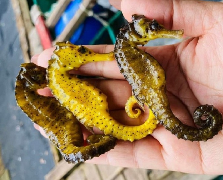 Điều ít biết về loại cá tí hon được coi là thần dược”, giá hàng chục triệu đồng/kg-3