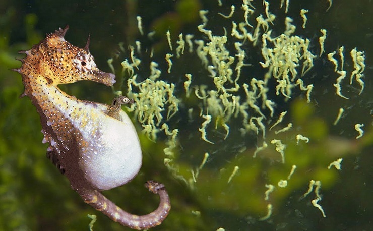 Điều ít biết về loại cá tí hon được coi là thần dược”, giá hàng chục triệu đồng/kg-4