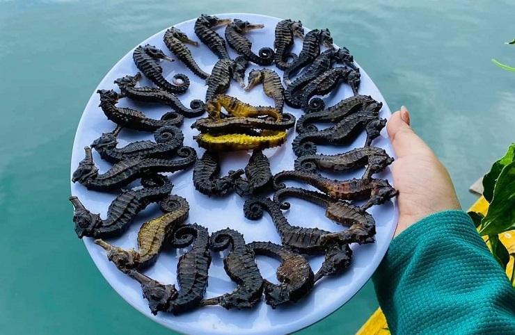 Điều ít biết về loại cá tí hon được coi là thần dược”, giá hàng chục triệu đồng/kg-5