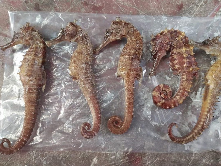 Điều ít biết về loại cá tí hon được coi là thần dược”, giá hàng chục triệu đồng/kg-6