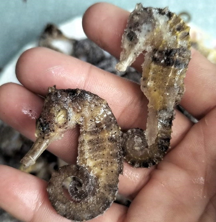 Điều ít biết về loại cá tí hon được coi là thần dược”, giá hàng chục triệu đồng/kg-7