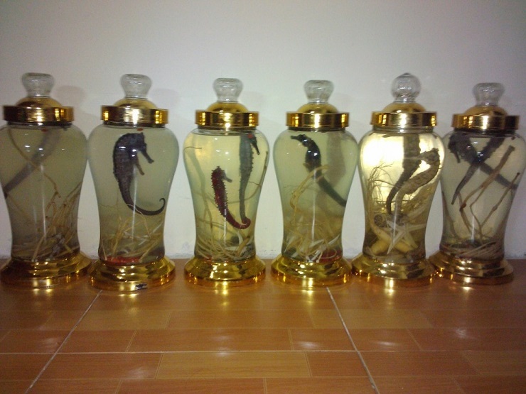 Điều ít biết về loại cá tí hon được coi là thần dược”, giá hàng chục triệu đồng/kg-9