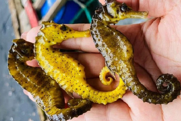 Loại cá có hình dạng đáng sợ nhưng đang được các bà nội trợ săn lùng-4