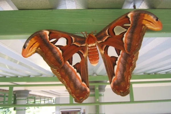 Hoa cúng nên cắm bao nhiêu bông: Không phải 7 hay 9, đây mới là con số đúng nhất để bề trên ban lộc-4