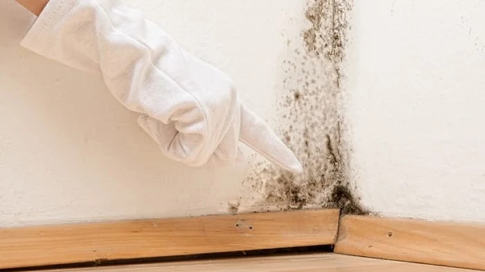 Cách xử lý tường nhà bị mốc đơn giản, ít tốn kém, không phải gọi thợ-2