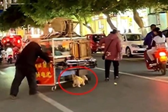 Chú chó giúp chủ kéo xe qua đường