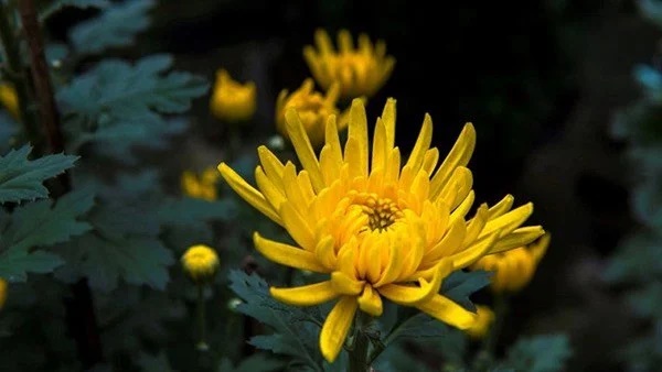 Hoa cúng nên cắm bao nhiêu bông: Không phải 7 hay 9, đây mới là con số đúng nhất để bề trên ban lộc-2