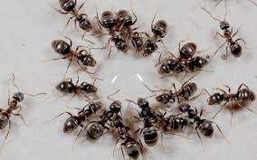 5 cách đuổi kiến ra khỏi nhà vĩnh viễn, vừa đơn giản lại rẻ tiền, ai cũng làm được-1