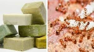 5 cách đuổi kiến ra khỏi nhà vĩnh viễn, vừa đơn giản lại rẻ tiền, ai cũng làm được-4